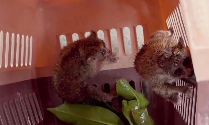 Chặt tre trong vườn, người dân bắt được 2 con cu li quý hiếm