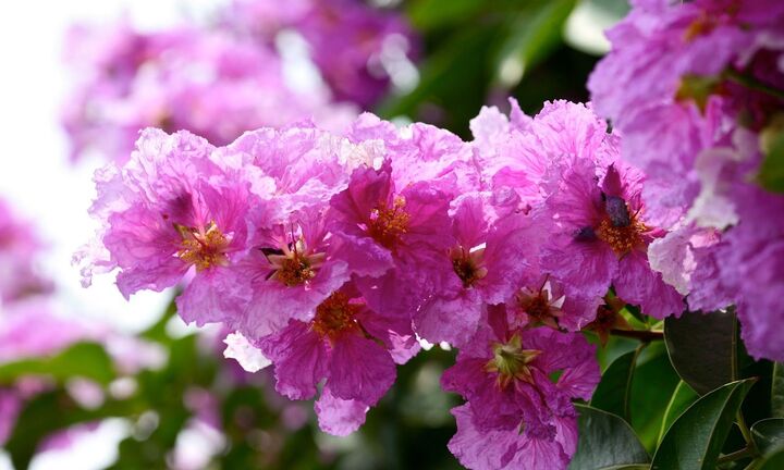 Những bài thuốc trị bệnh từ bằng lăng