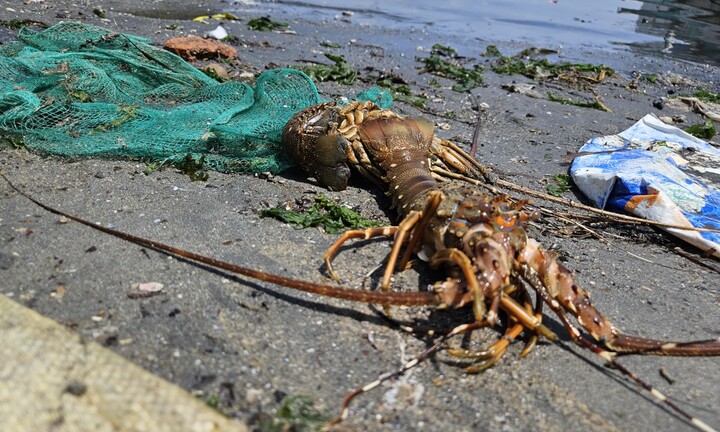'Thủ phủ' tôm hùm Phú Yên năm nào cũng có thiệt hại: Làm sao khắc phục?