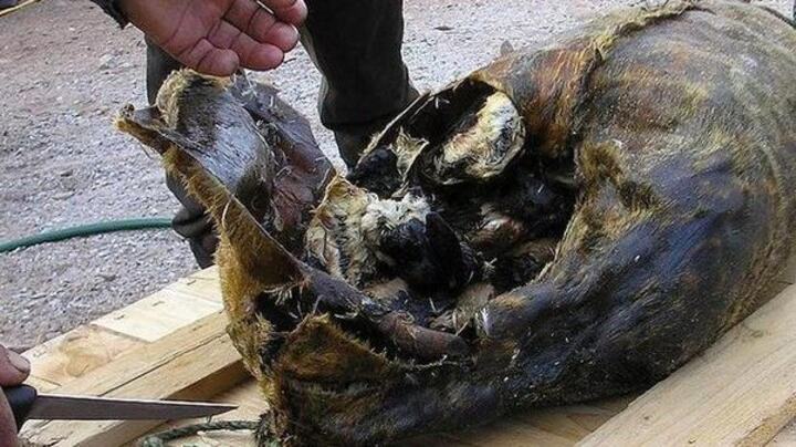 10 món ăn 'bốc mùi' nhất thế giới