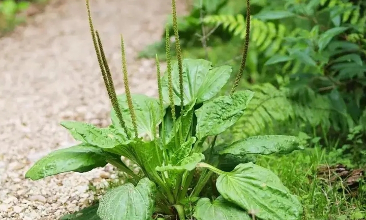 Cây mã đề có công dụng gì với sức khoẻ?