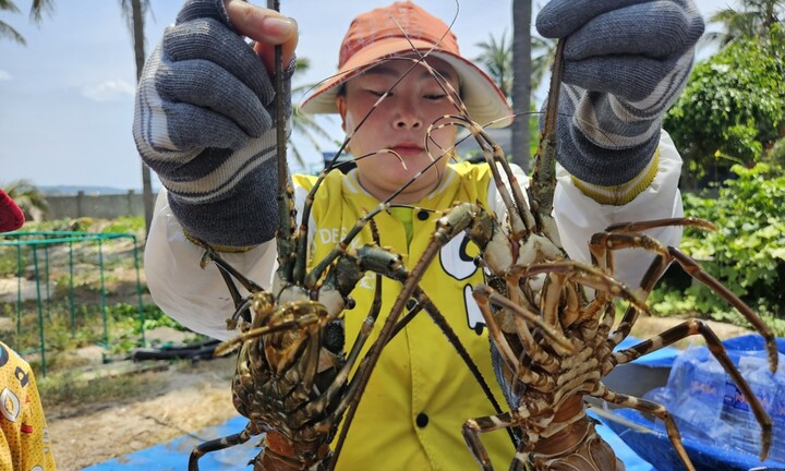 Tôm hùm, cá chết hàng loạt: Phú Yên kiến nghị Bộ NN&PTNT hỗ trợ