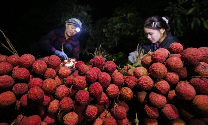 4 tấn vải thiều Bắc Giang đi nước ngoài, giá thu mua tại vườn tăng mạnh