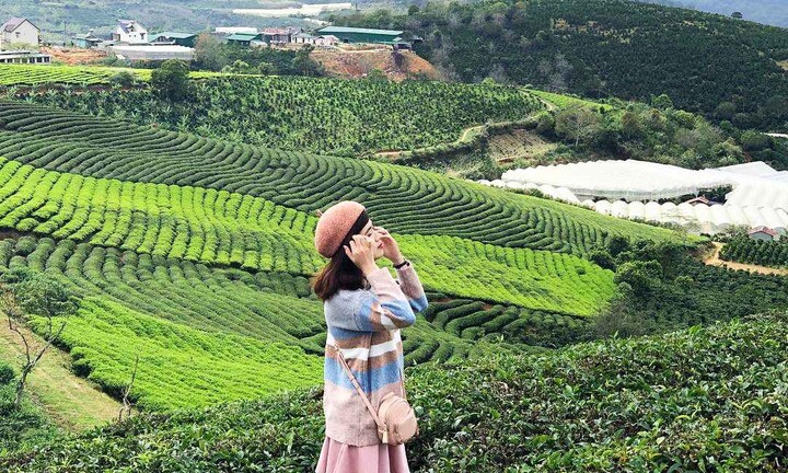 Đồi chè Tâm Châu Bảo Lộc có gì hấp dẫn?