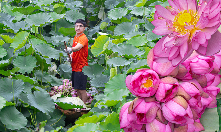 Người trồng sen hồ Tây tất bật thu hoạch, hái bao nhiêu cũng không đủ bán