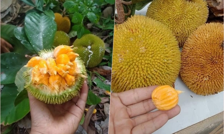 Khách săn lùng mít tí hon quả bằng nắm tay, có vị chua độc lạ