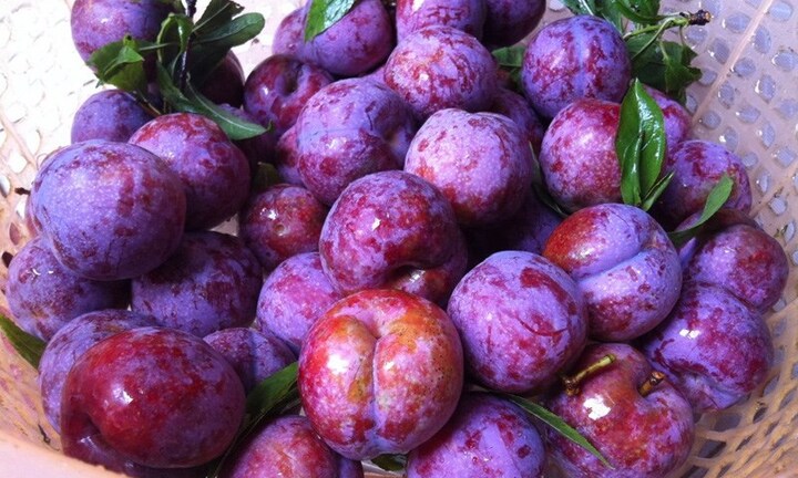 Phân biệt những loại mận phổ biến trên thị trường