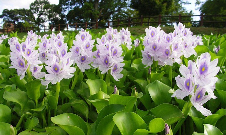 Loài cây Việt Nam dành cho gia súc nhưng lại là rau quý ở nước ngoài