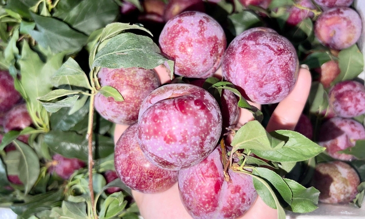 Ai không nên ăn mận?