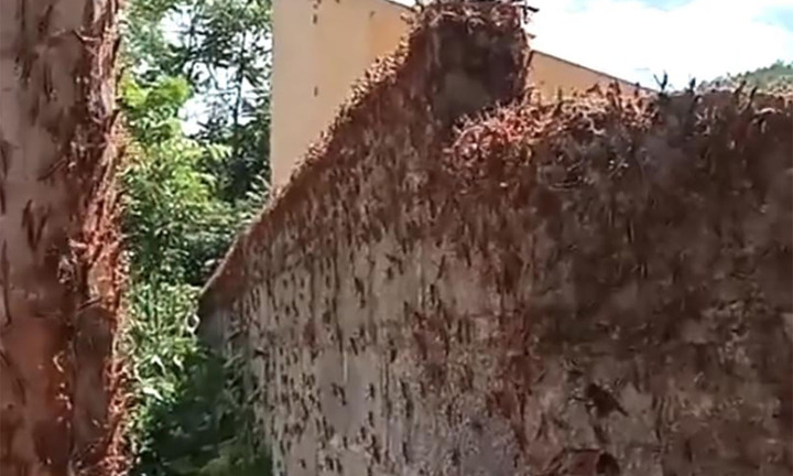 Châu chấu xuất hiện hàng loạt bủa vây khu dân cư ở Lạng Sơn