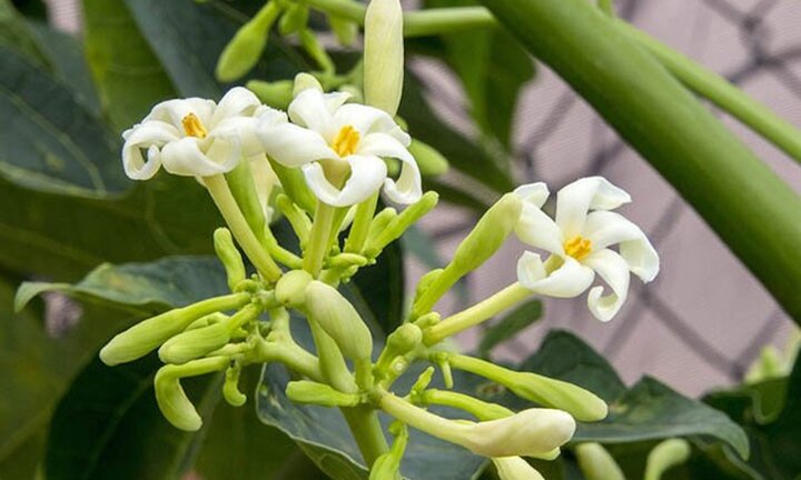 Uống nước lá và hoa đu đủ có chữa được ung thư?