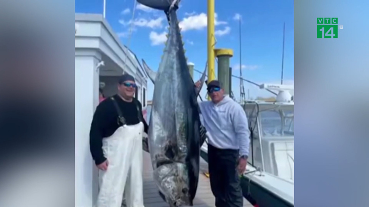 Ngư dân bắt được cá ngừ vây xanh nặng 325 kg