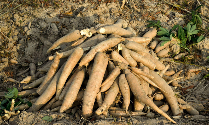 Nông dân tăng thu nhập nhờ dự án Khoai mì bền vững