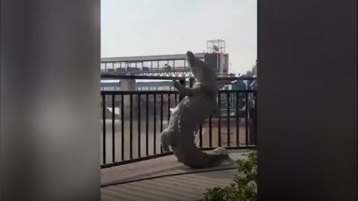 Cá sấu cố gắng trèo qua lan can ở Ấn Độ