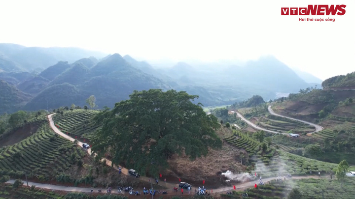 Vẻ đẹp của cây đa di sản hơn 500 tuổi ở Lai Châu