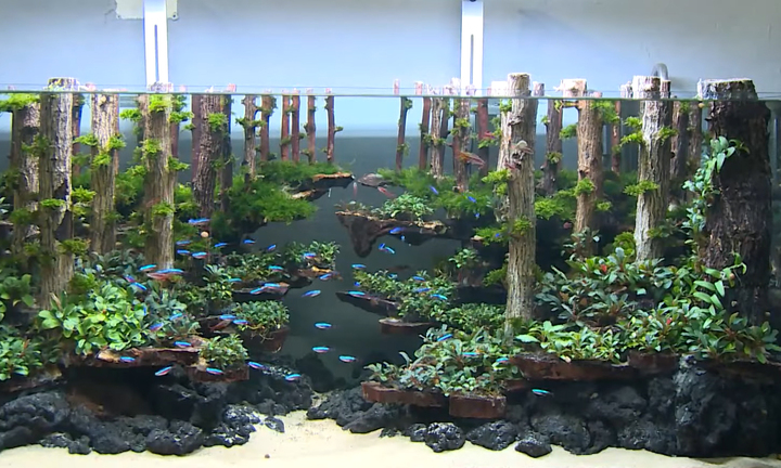 Ghé 'xưởng sản xuất thủy cung' lung linh, huyền ảo 