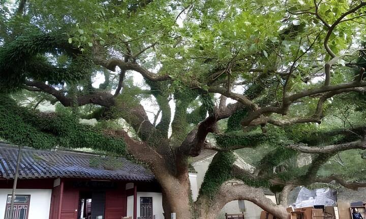 Loài cây độc nhất vô nhị trên thế giới, suýt bị tuyệt chủng ở Trung Quốc