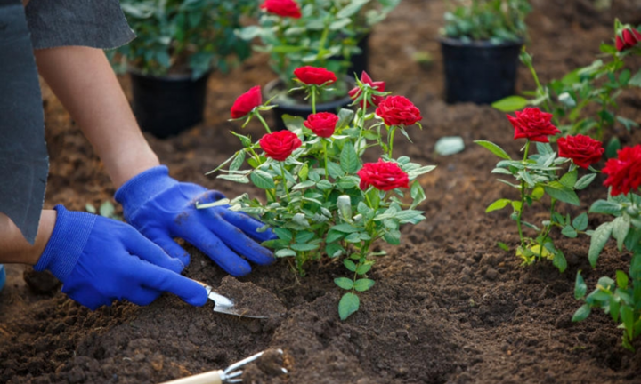 Trồng hoa hồng nhớ dùng những tuyệt chiêu này để hoa nở nhiều