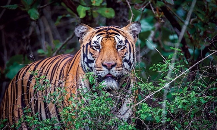 Chưa phát hiện dấu vết hổ trong rừng Quảng Bình