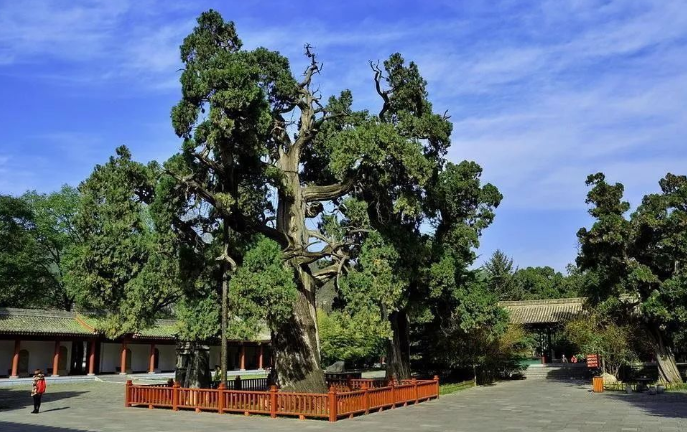 Đại thụ 5.000 năm tuổi do 'Thủy tổ dân tộc Trung Hoa' trồng