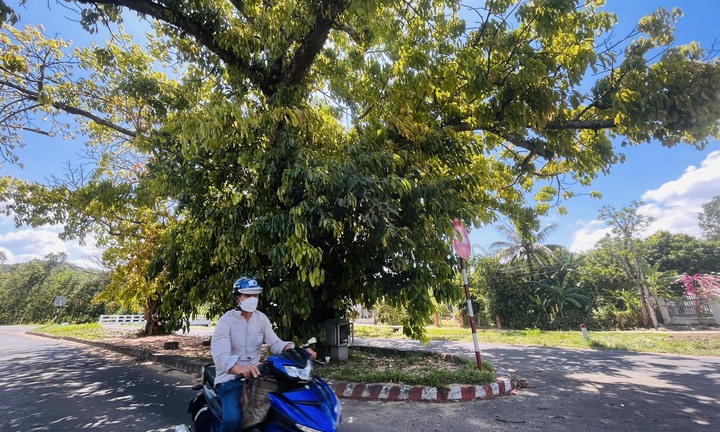 Bí ẩn 3 cây sộp trăm tuổi nằm giữa quốc lộ 25 qua tỉnh Phú Yên