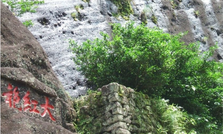 Loại cây quý ở Trung Quốc tới mức chính quyền mua bảo hiểm hơn 350 tỷ đồng