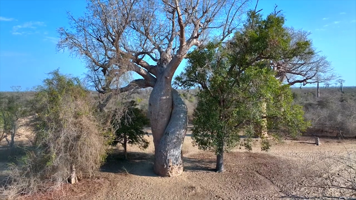 Loài cây hình dáng kỳ lạ sống hơn nghìn năm