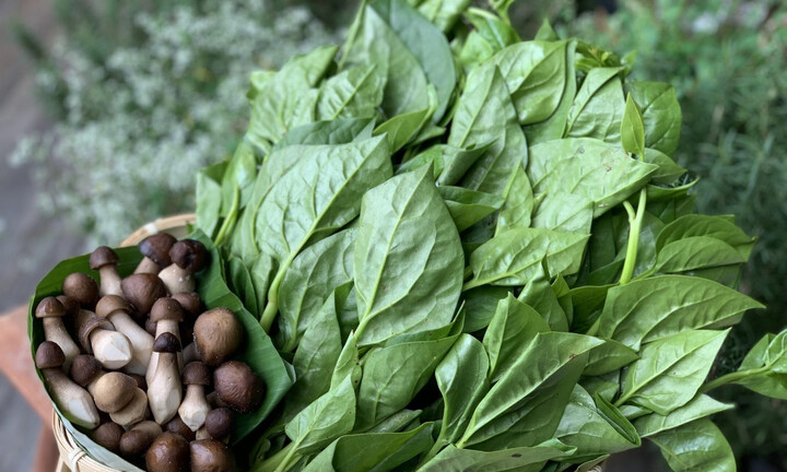 Cách làm mồng tơi xào nấm siêu ngon