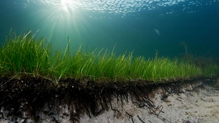 Kinh ngạc cây nhân bản dưới đáy biển tuổi thọ lên tới 1.400 năm