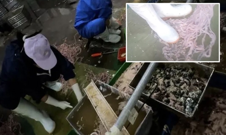Ghê rợn cảnh làm lòng vịt, ngỗng phục vụ cửa hàng lẩu ở Trung Quốc 