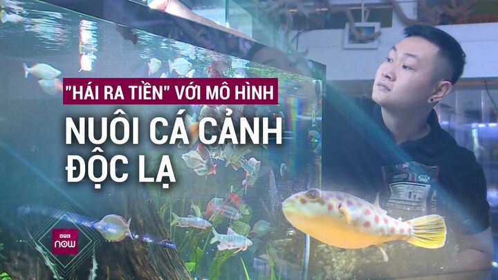Chơi cá cảnh độc lạ, chàng trai thu trăm triệu đồng mỗi tháng
