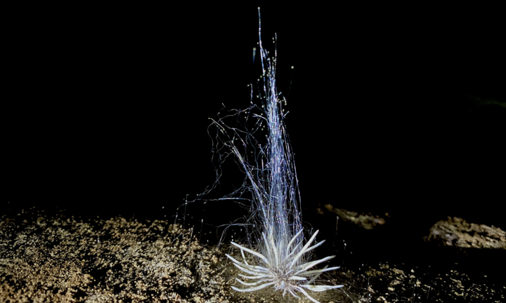 Phát hiện sinh vật lạ trong hang động ở Quảng Bình 