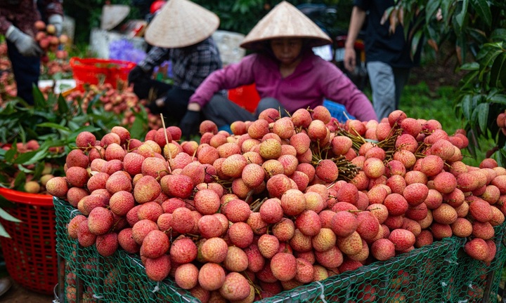 Vải thiều Bắc Giang sắp hết mùa, giá cao chưa từng có