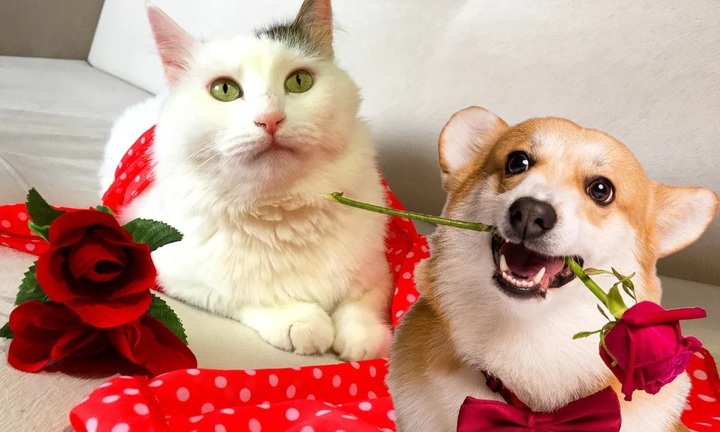 Áp lực kết hôn đè nặng, giới trẻ Trung Quốc làm show mai mối cho cả chó mèo