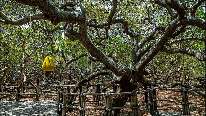 Cây điều khổng lồ, tán lá bao phủ gần 8.400 m2