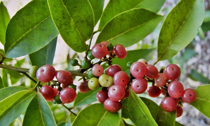 Loại cây mọc dại là thuốc quý trị nhiều bệnh