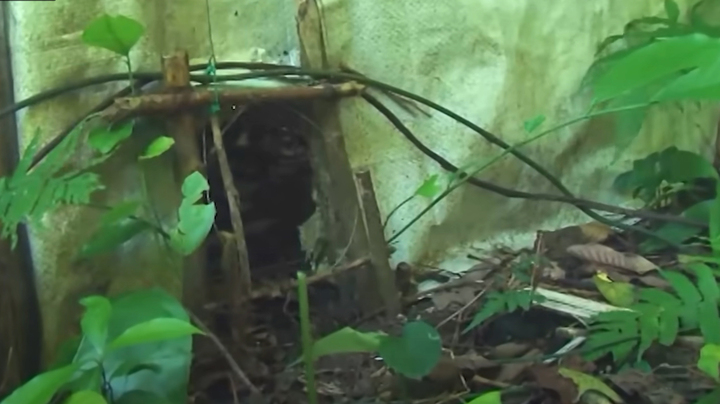 Bí ẩn cách tộc người Chứt săn chuột giữa rừng sâu