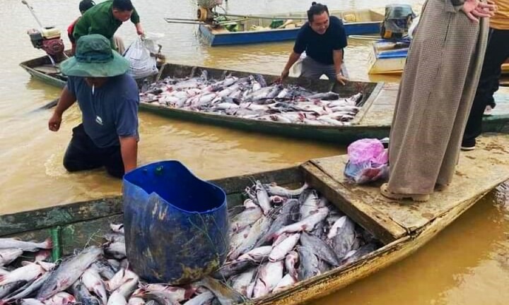 Nguyên nhân khiến hơn 25 tấn cá lăng chết trắng hồ Kon Tum