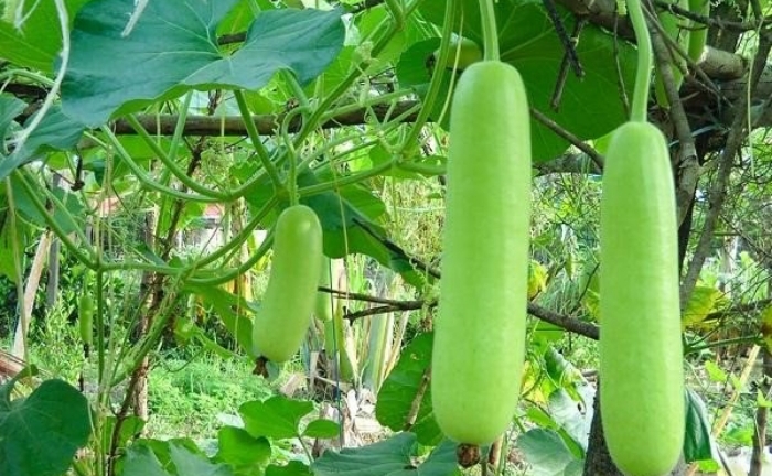 Thường xuyên ăn quả bầu có tác dụng gì?