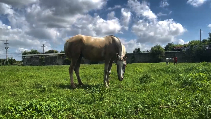 Về thủ phủ nuôi ngựa lừng lẫy một thời ở Long An