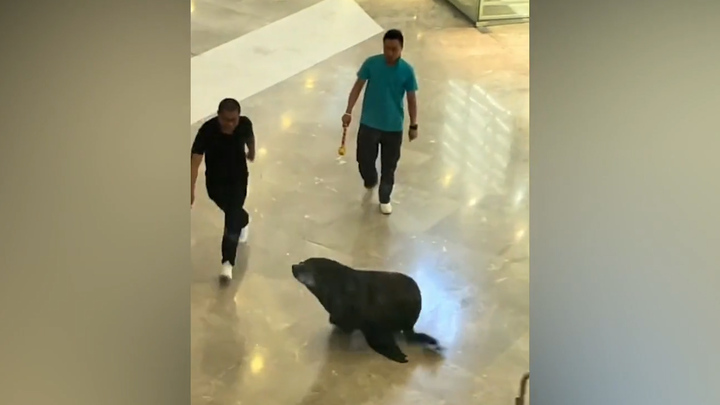 Sư tử biển 'náo loạn' trung tâm thương mại