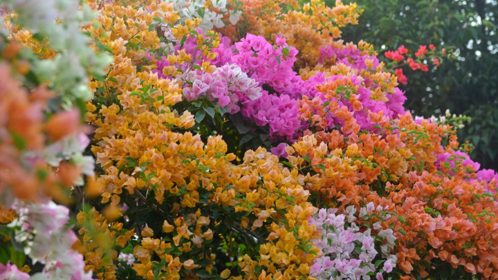 Cách tưới cây hoa giấy mùa hè để cây ra hoa rực rỡ