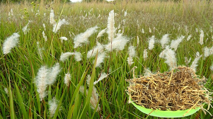 Loại cỏ dại là vị thuốc quý, trị nhiều bệnh