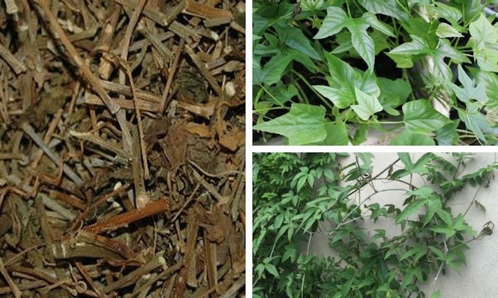 Loại cây mọc hoang giảm đau, giảm viêm, tốt cho xương khớp