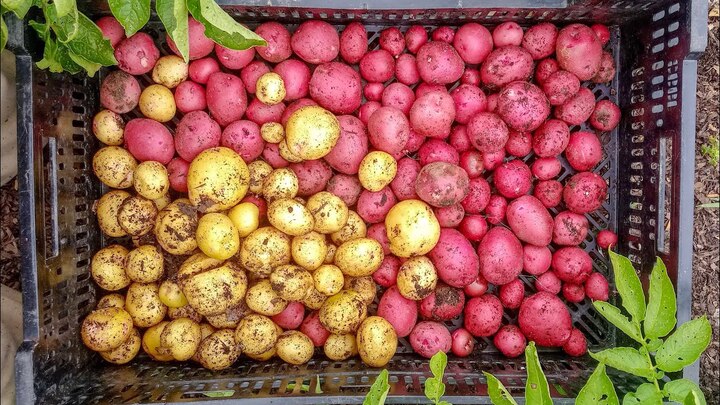 2 loại củ cực dễ trồng, nếu ăn thừa chỉ cần vùi vào chậu là phát triển