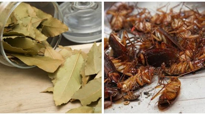 Mẹo diệt gián hiệu quả, đuổi gián chạy không dám quay lại