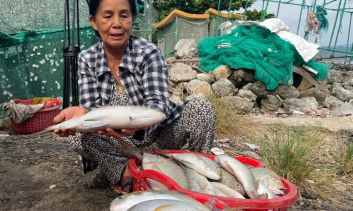 Tôm hùm, cá biển ở Phú Yên tiếp tục chết với số lượng lớn