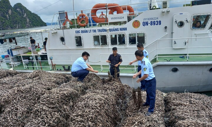 Phát hiện 63 tấn hàu giống không rõ xuất xứ