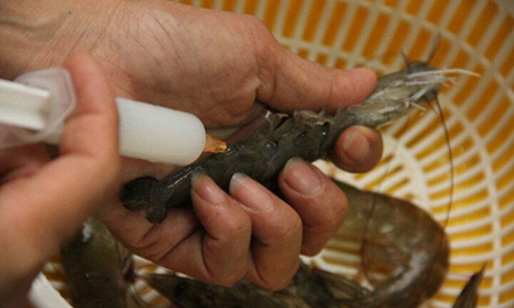 Loại tôm dù rẻ như cho cũng chớ mua, ăn vào hại người