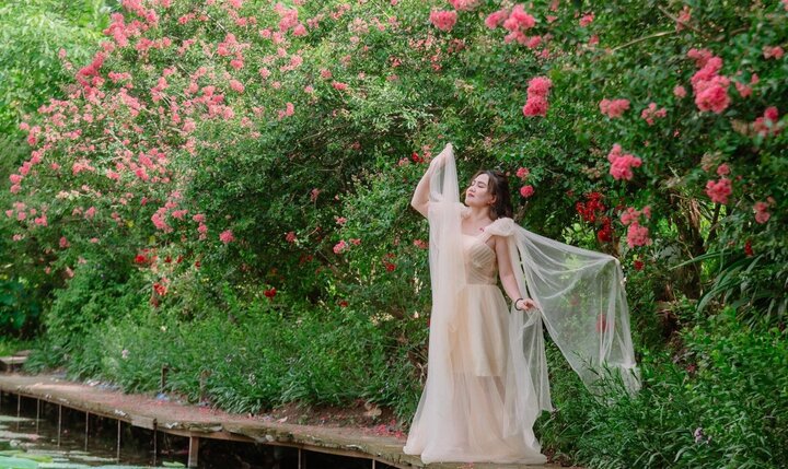 Hà Nội mùa hoa tường vi bung nở